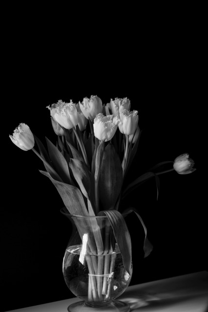 20140217Tulips20-2.jpeg