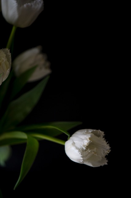 20140217Tulips24.jpeg