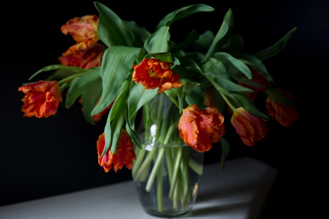 20140217Tulips55.jpeg