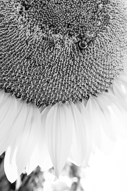 20140925outstandinginthefield-94-Edit.jpeg