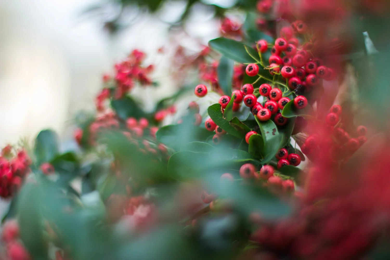 English winter berries • Cheshire, England •