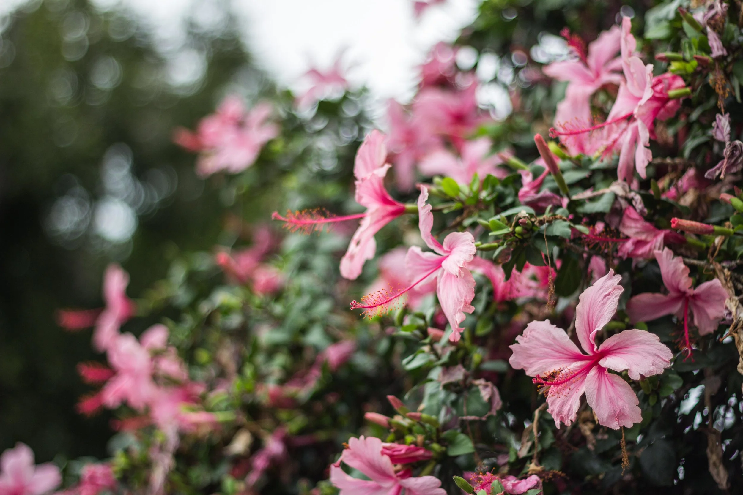 I love pink and green in nature - so much so that I based the whole design of my blog on this photo • Hawaii, USA •