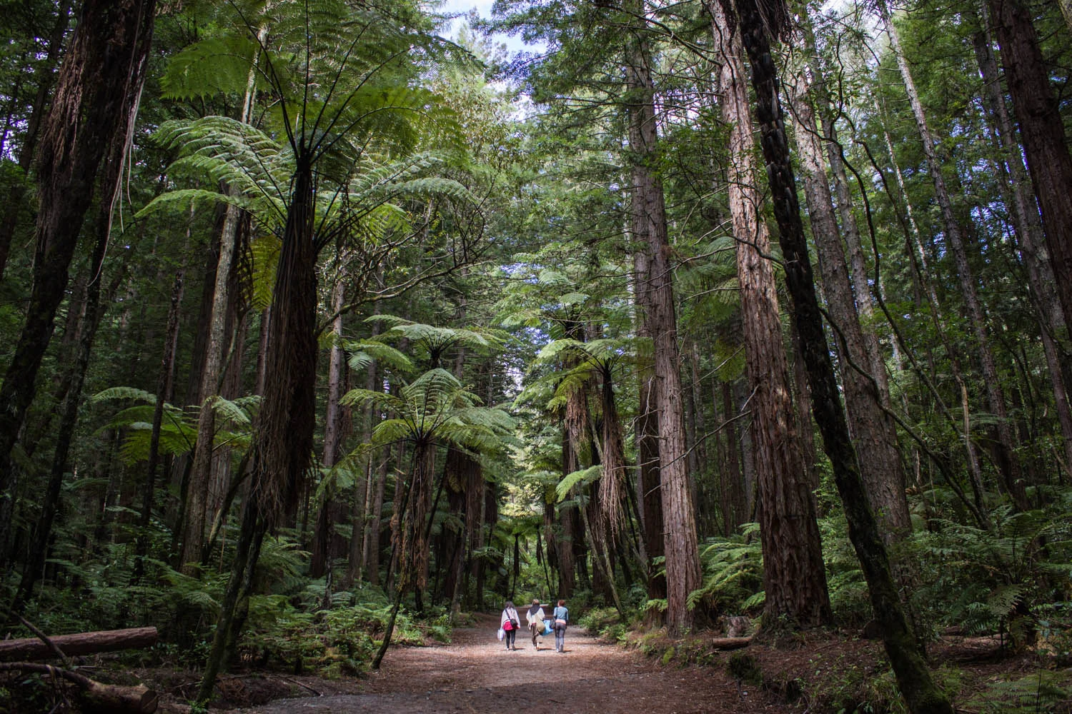 Walking with friends through Rotorua Redwood Forest • Rotorua, New Zealand •