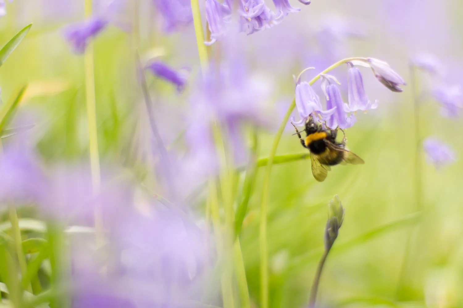 For a few weeks of Spring England enjoys carpets of bluebells, as do the bees. • Ellesmere Port, England •