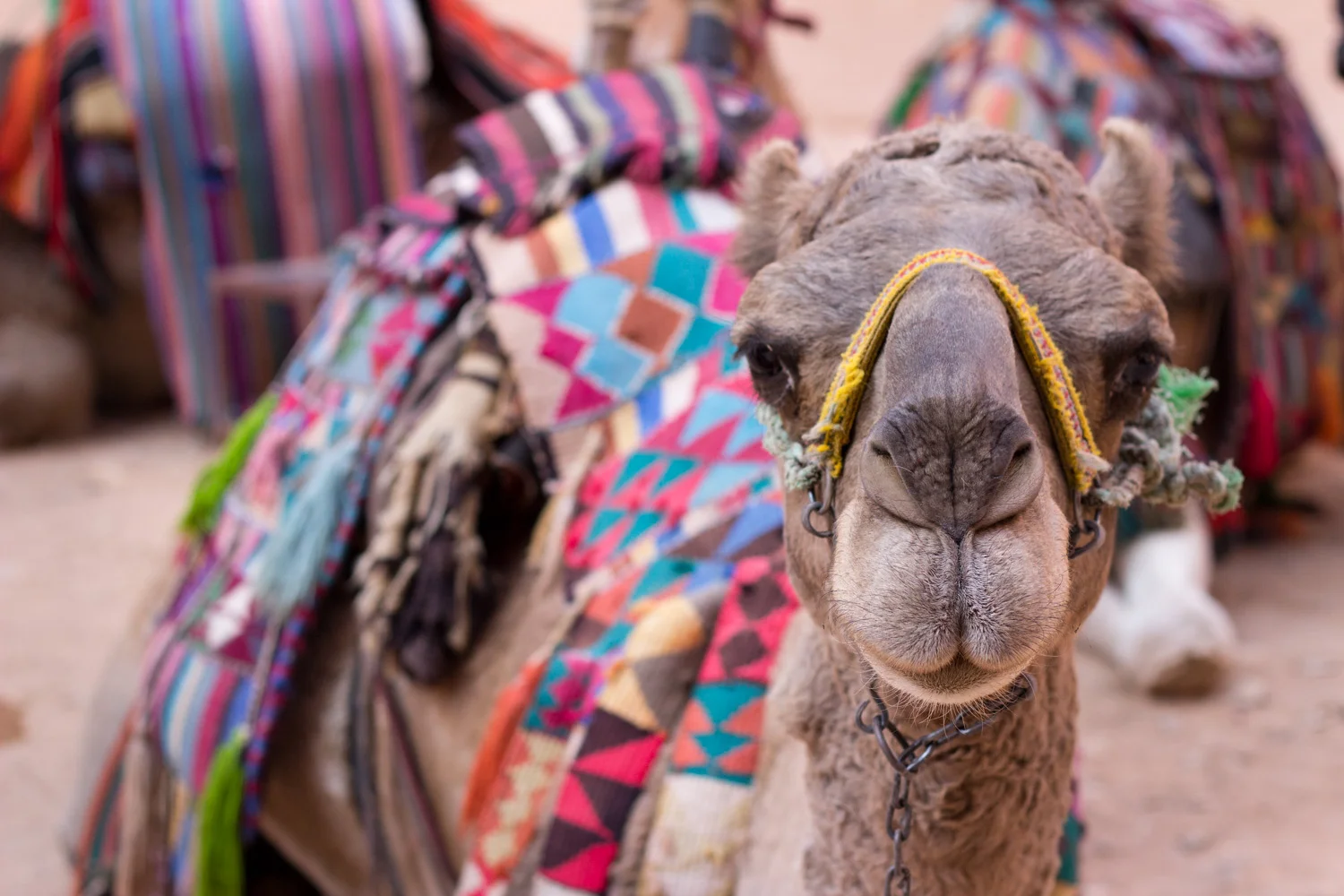 My first ever camel ride. • Petra, Jordan •