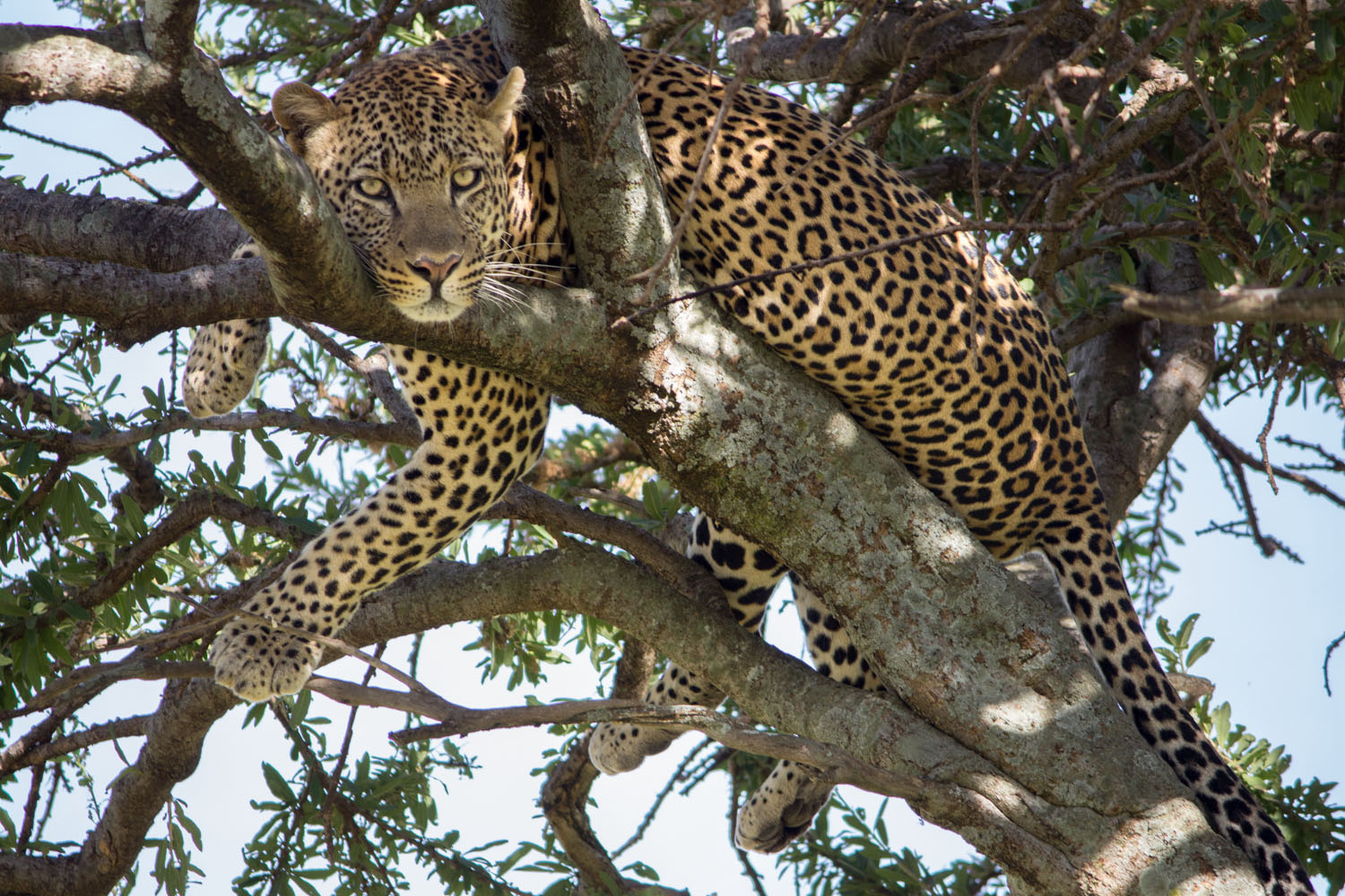 Eye-contact with a cheetah on safari in Kenya • Maasai Mara, Kenya •