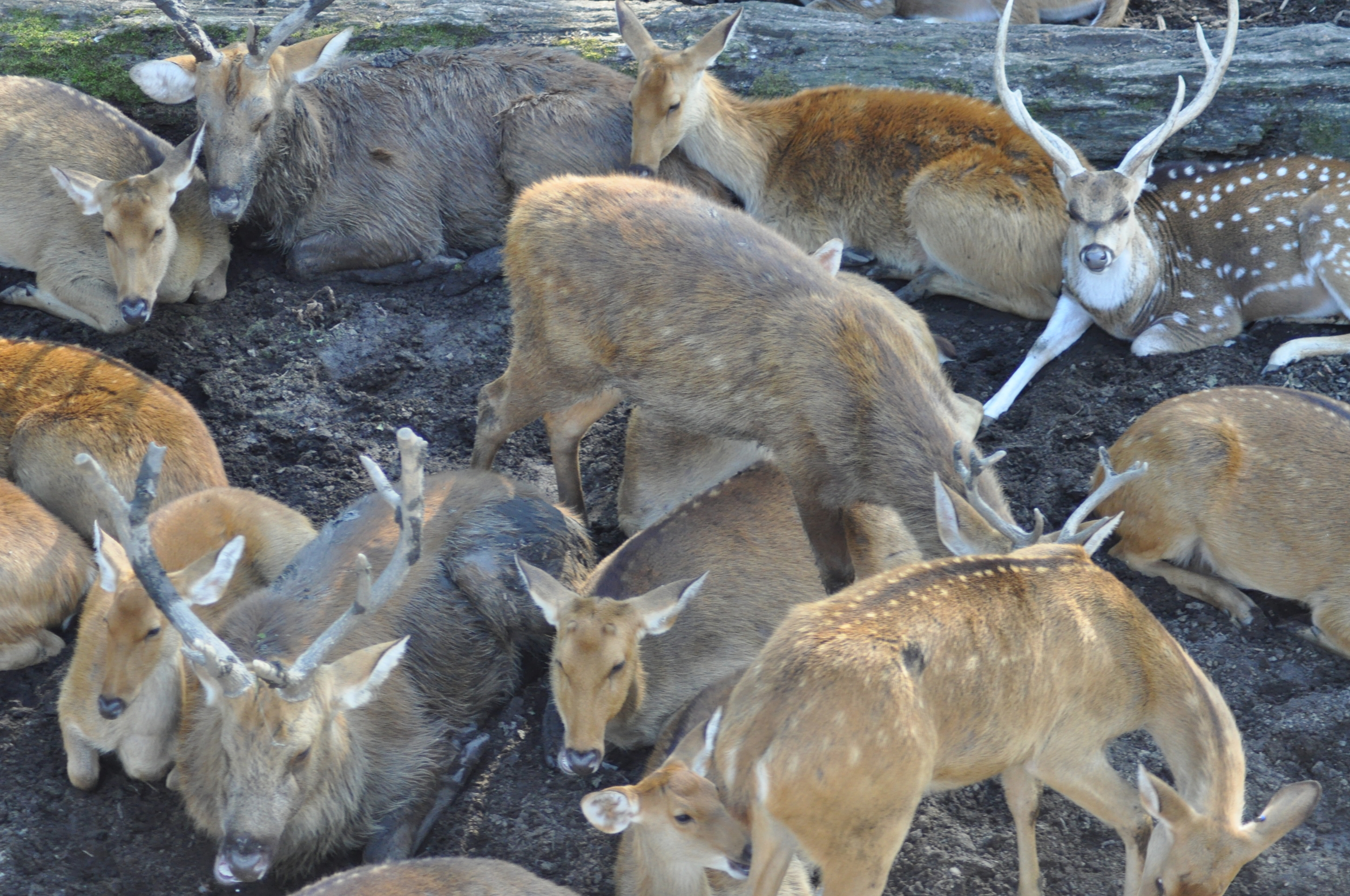 Antelope Herd 1.JPG