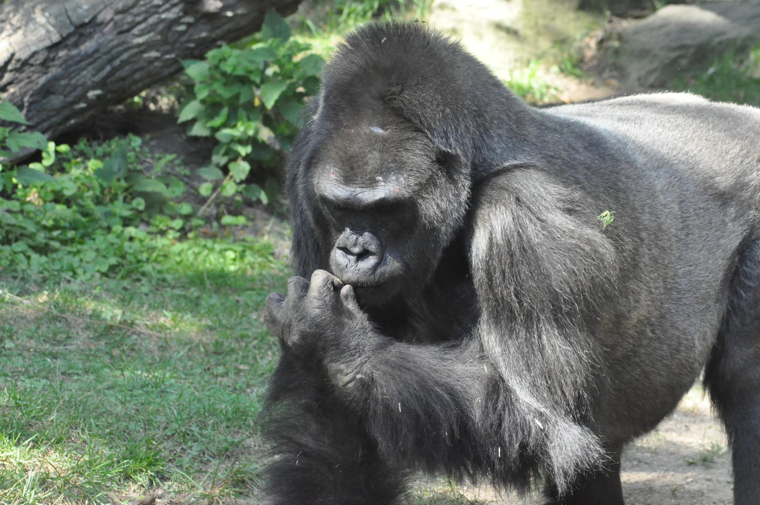 Ape 1.JPG