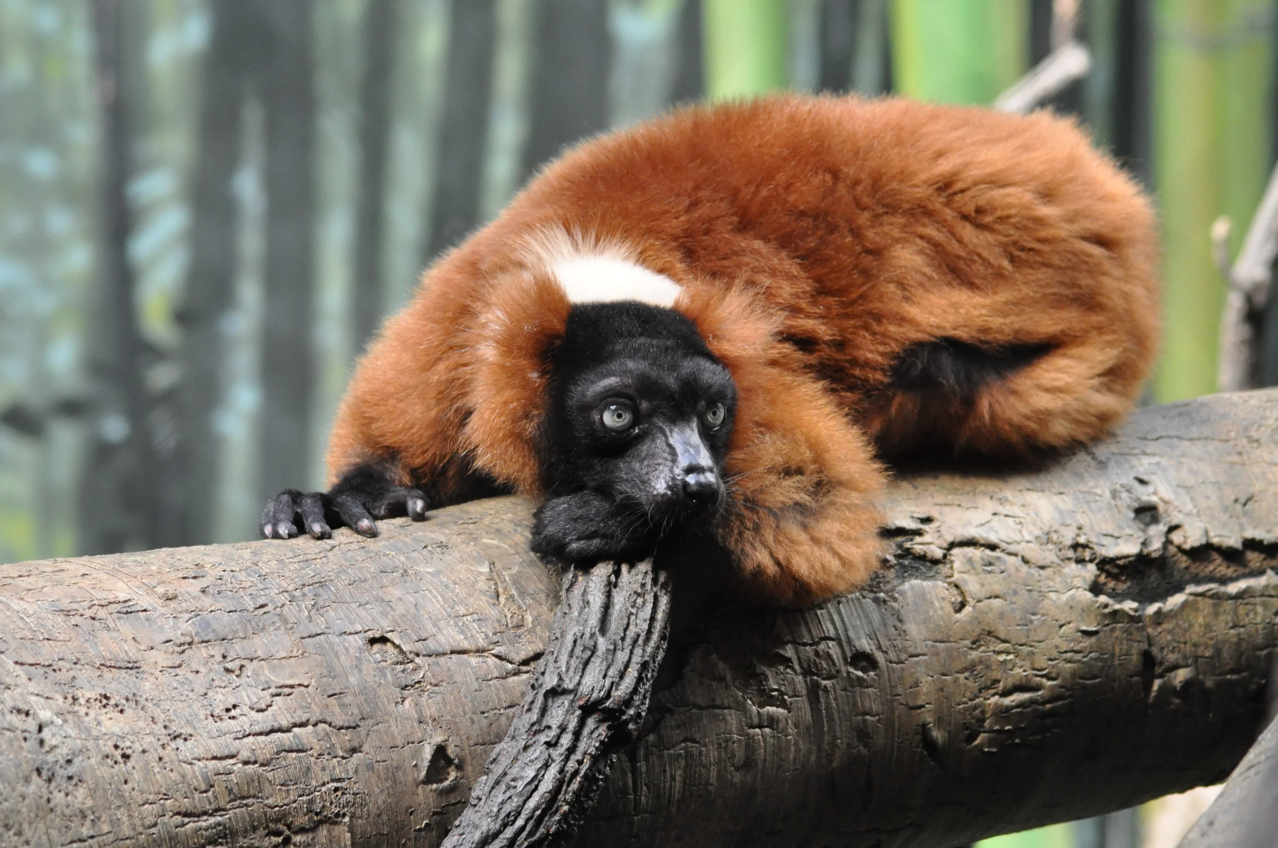 Lemur 1.JPG