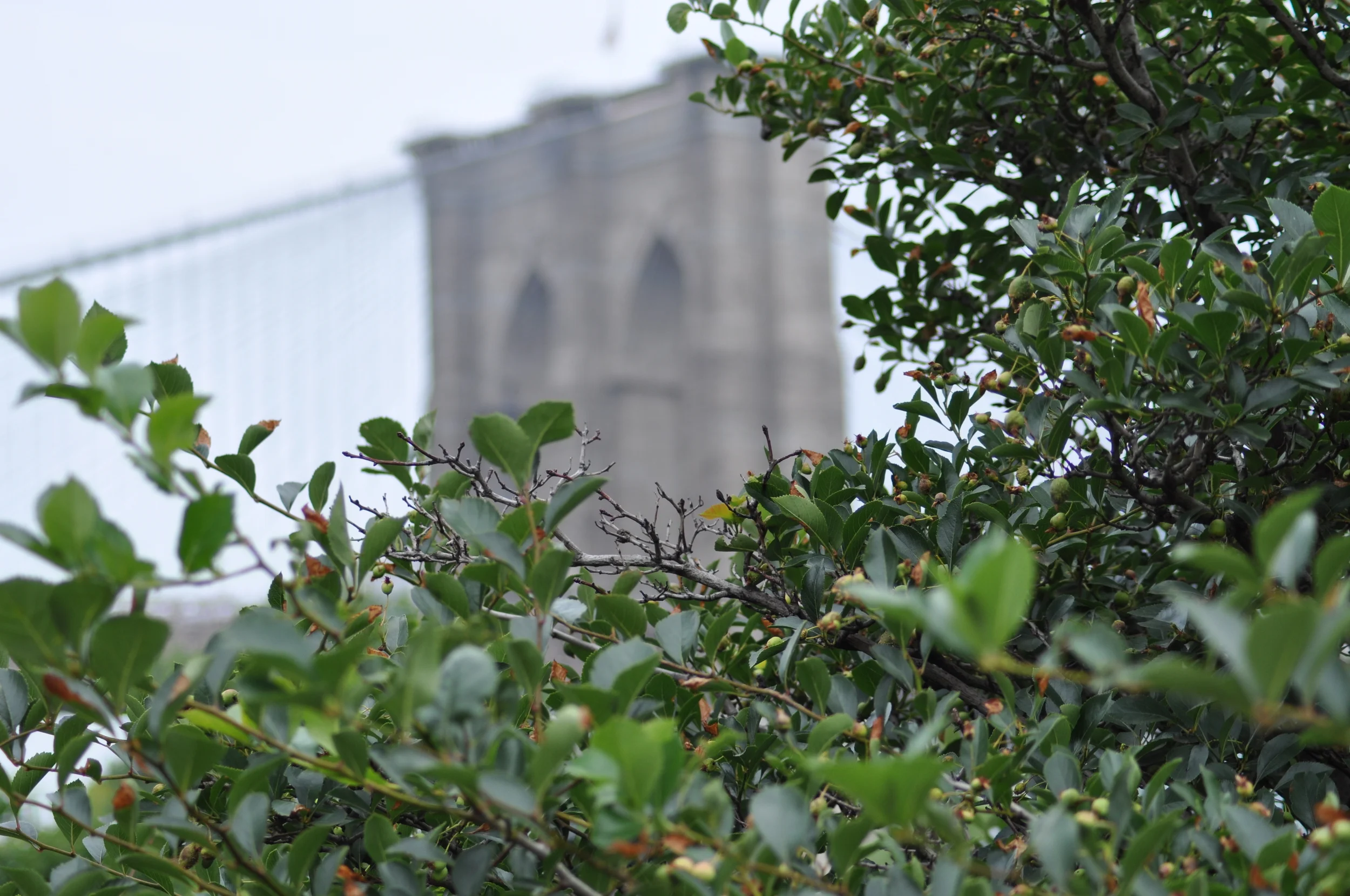 Bridge through bushes.JPG