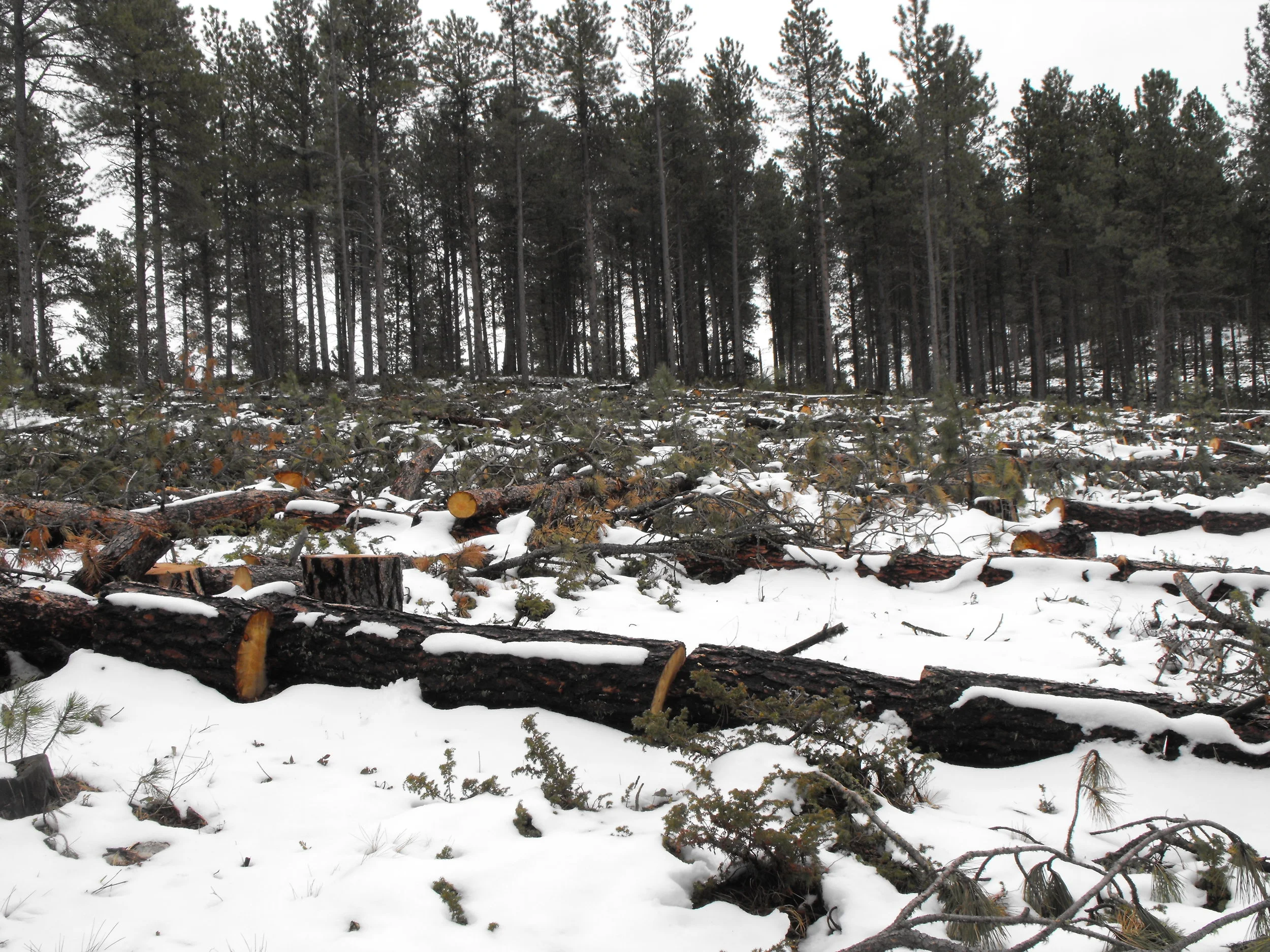 Public and private agencies working together to fight the mountain pine beetle
