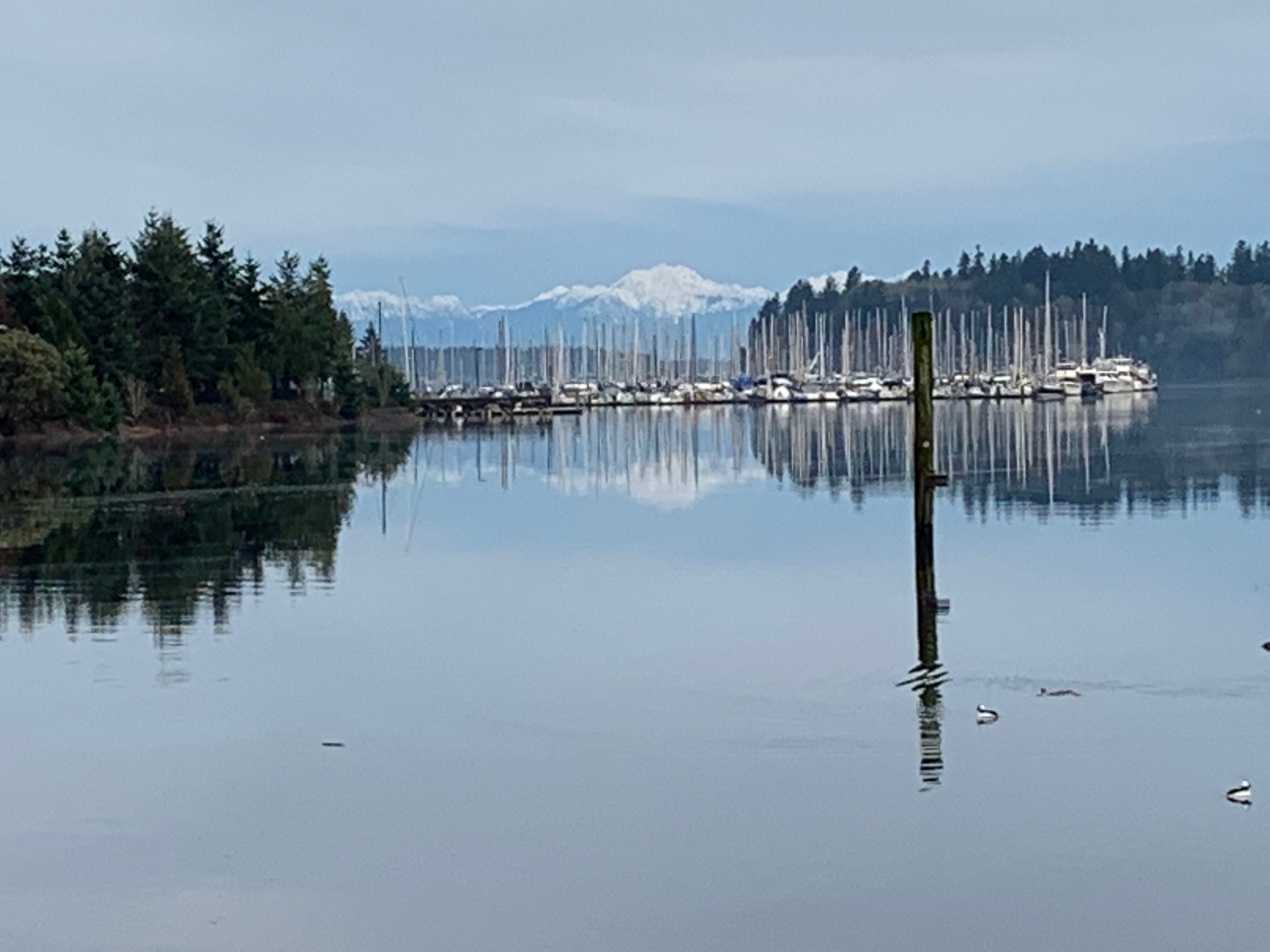 East Bay, Swanton Marina and the Olympic Mountains: Courtesy - Candi Millar