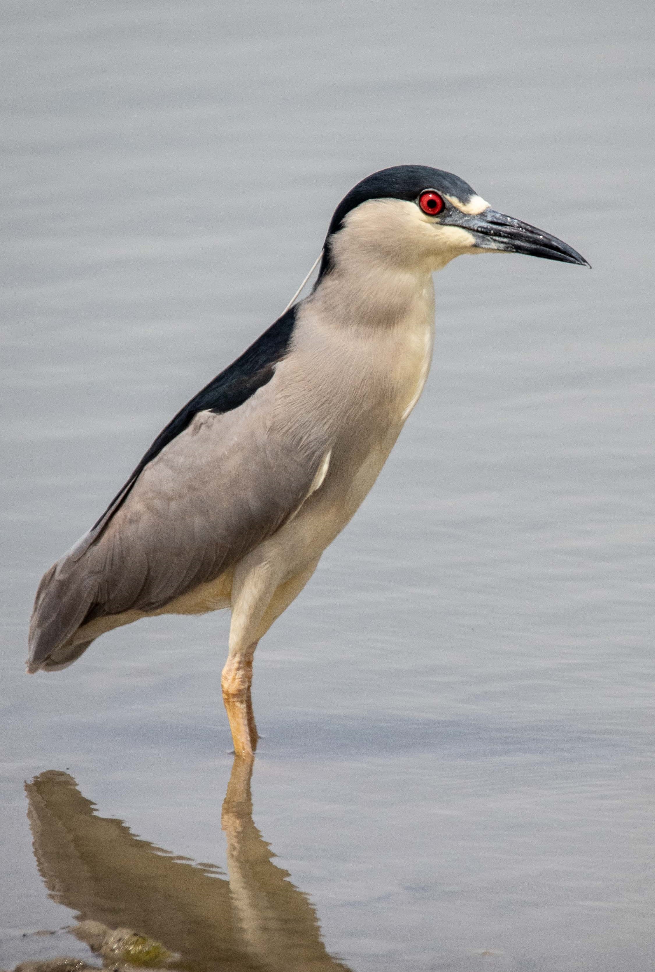 Figure 1: A black-crowned night heron standing in water at the Bear River Migratory Bird Refuge on the GSL. Photo credit: Gary Witt.