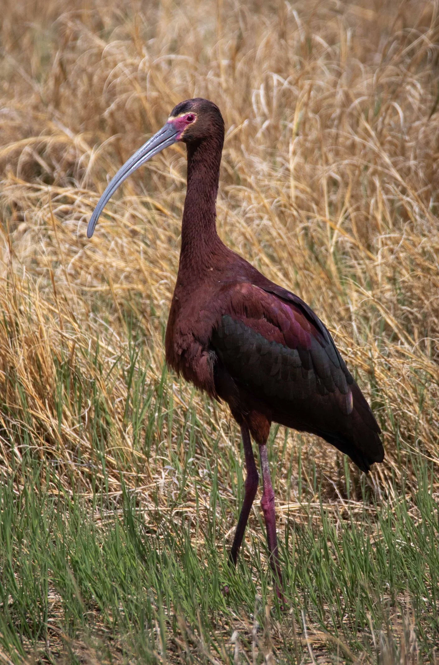 Figure 8: A white-faced ibis in a wet meadow near Farmington Bay. This is a species of ‘greatest conservation concern’ for the state of Utah and is by far the most impacted species in terms of habitat loss for all three proposed projects in this study. Photo credit: Gary Witt.