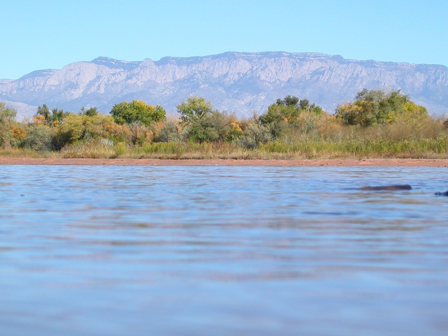 Sandia Crest as seen from the Rio Grande’s protected riparian bosque. (photo by Matt Schmader)