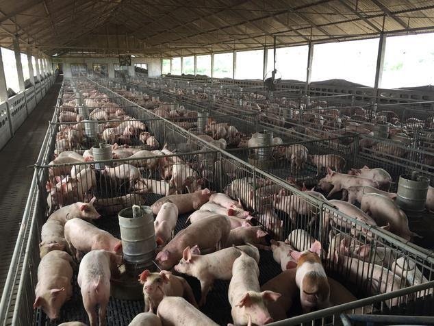 CAFOs Coming to a County Near You — The Western Planner