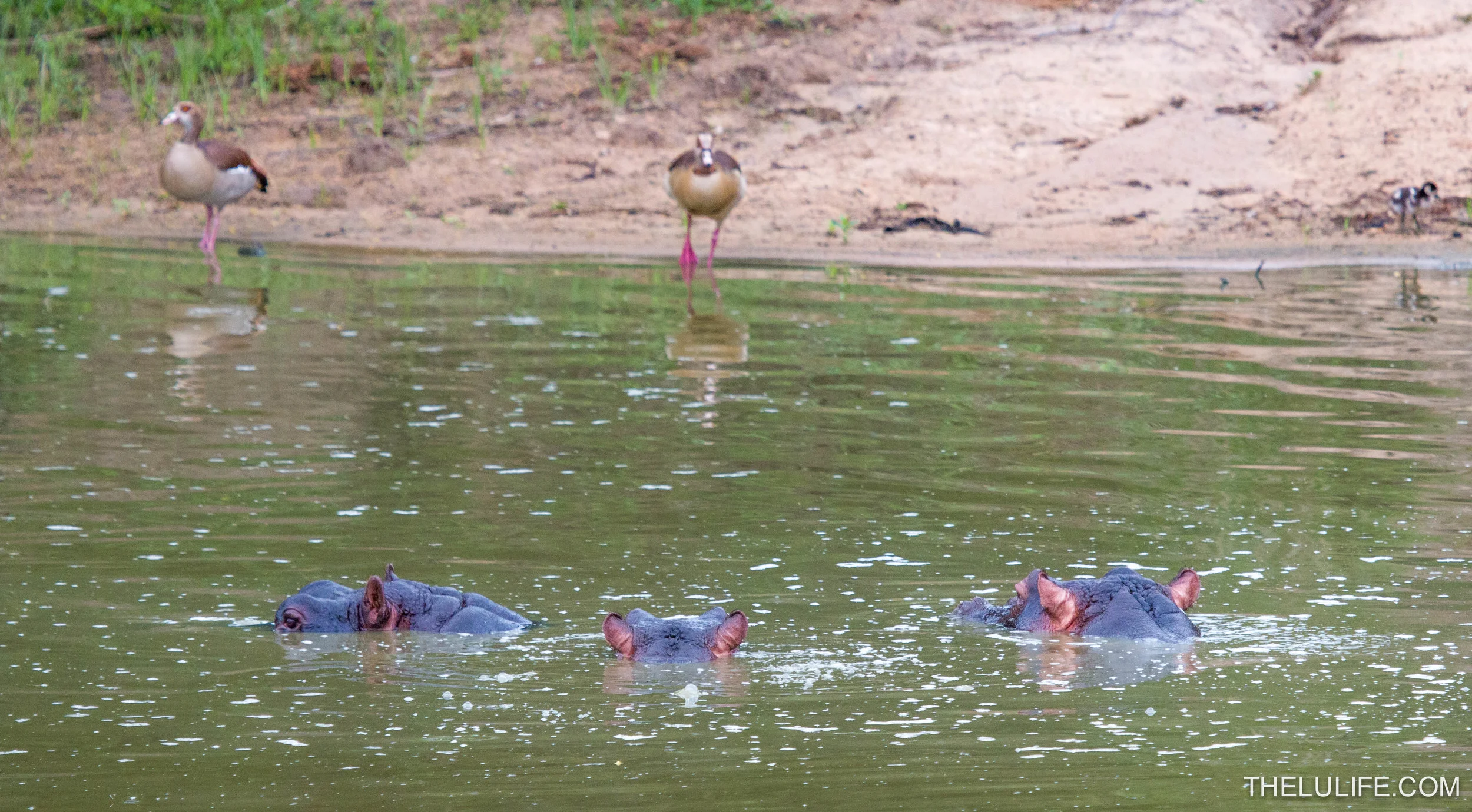 IMG_1472 Hippos and Ducks
