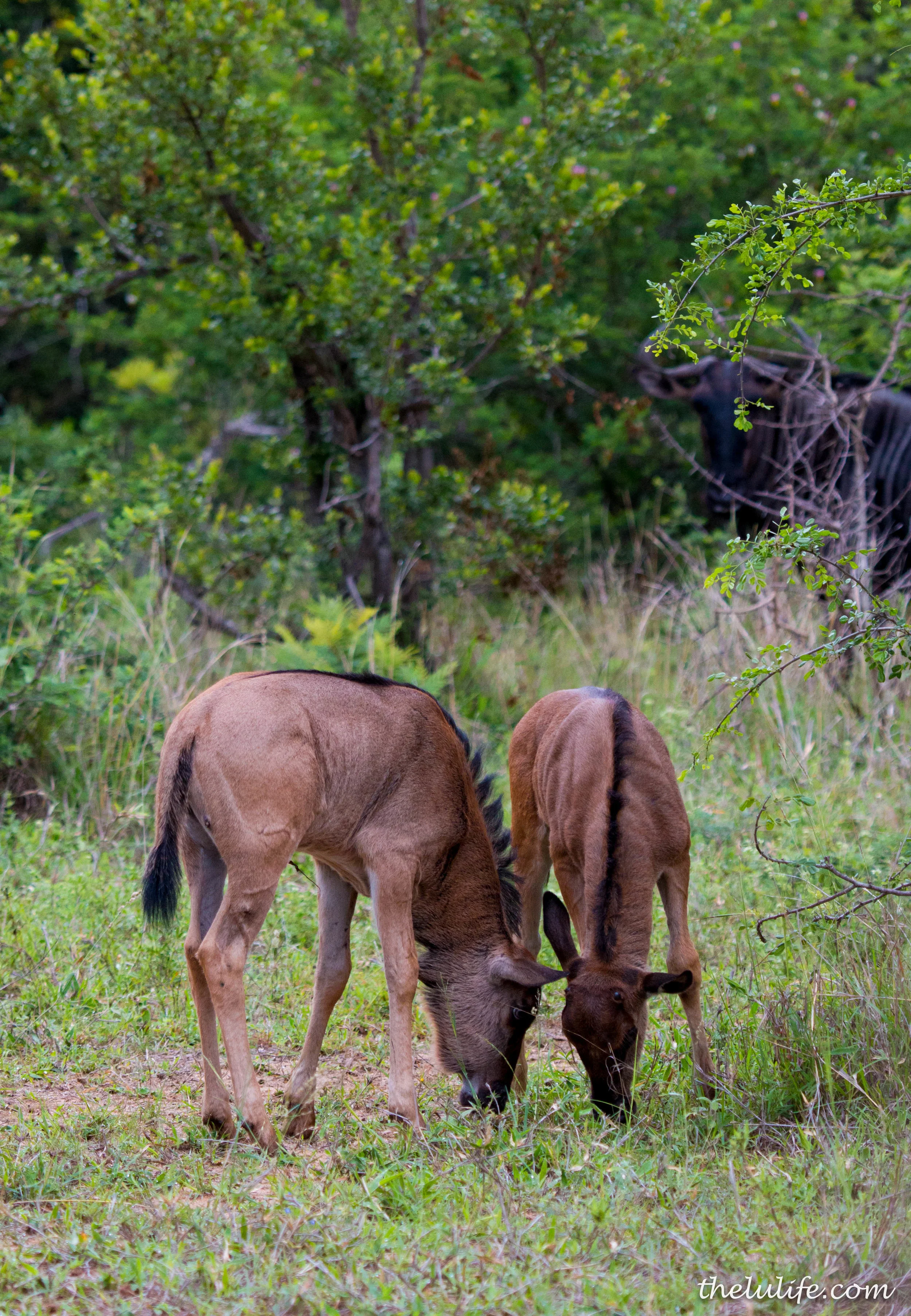 IMG_1503 Wildebeest calves