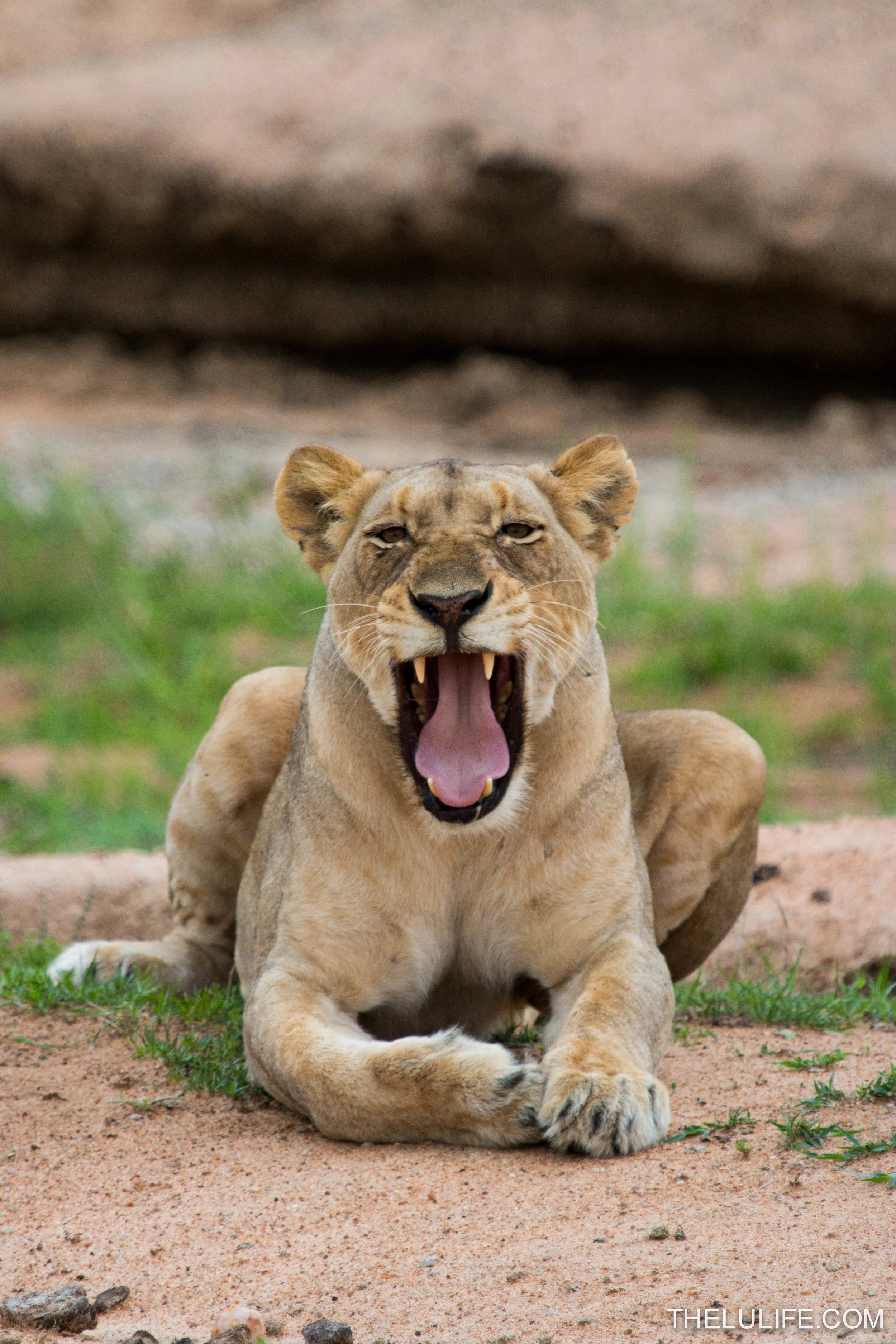 IMG_1607 Lioness