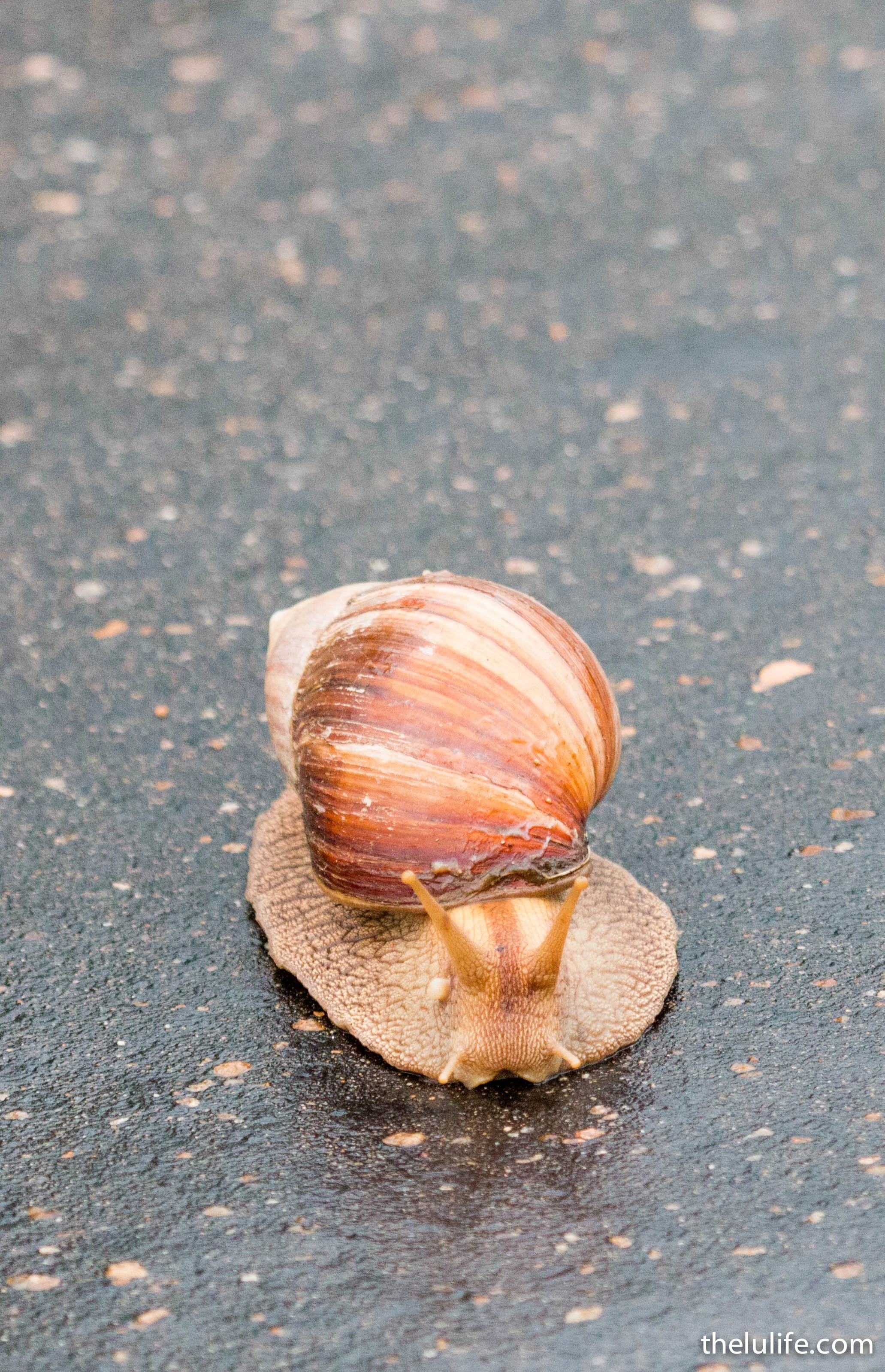 IMG_2045 Snail