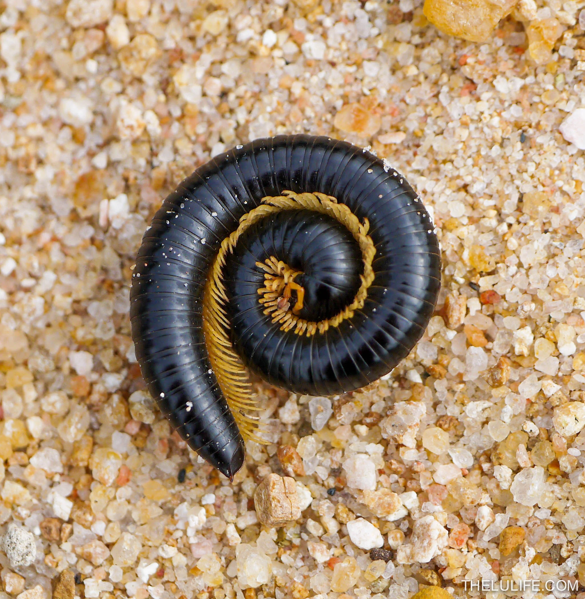 P1200075 Millipede