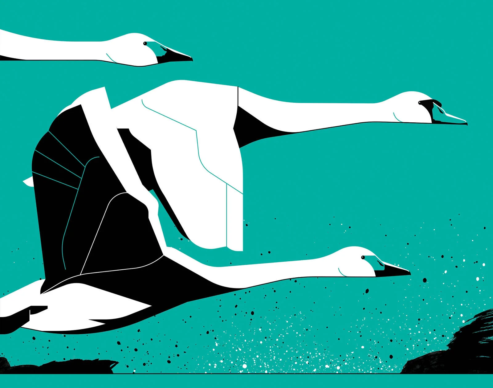 Mute Swan, Waterfront Issue 5