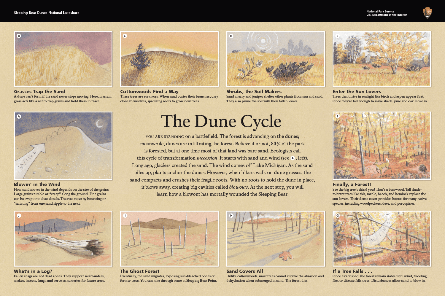 The Dune Cycle