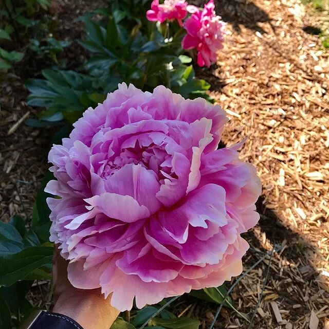 This peony appears to be dipping into illegal substances (steroids) when I&rsquo;m not looking #quarantinegardening