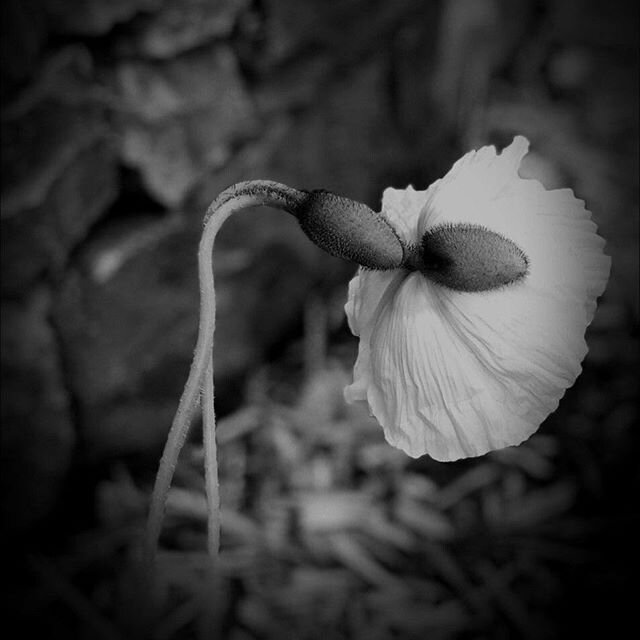 Poppies in the garden were a little frisky this morning