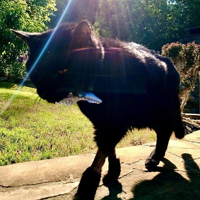 Smudge on the catwalk sporting his spring bowtie. - still looks like a lamb chop due to his latest stint in the hospital but he&rsquo;s getting stronger by the day - 17 years young and still kicking chipmunk ass #catsofinstagram