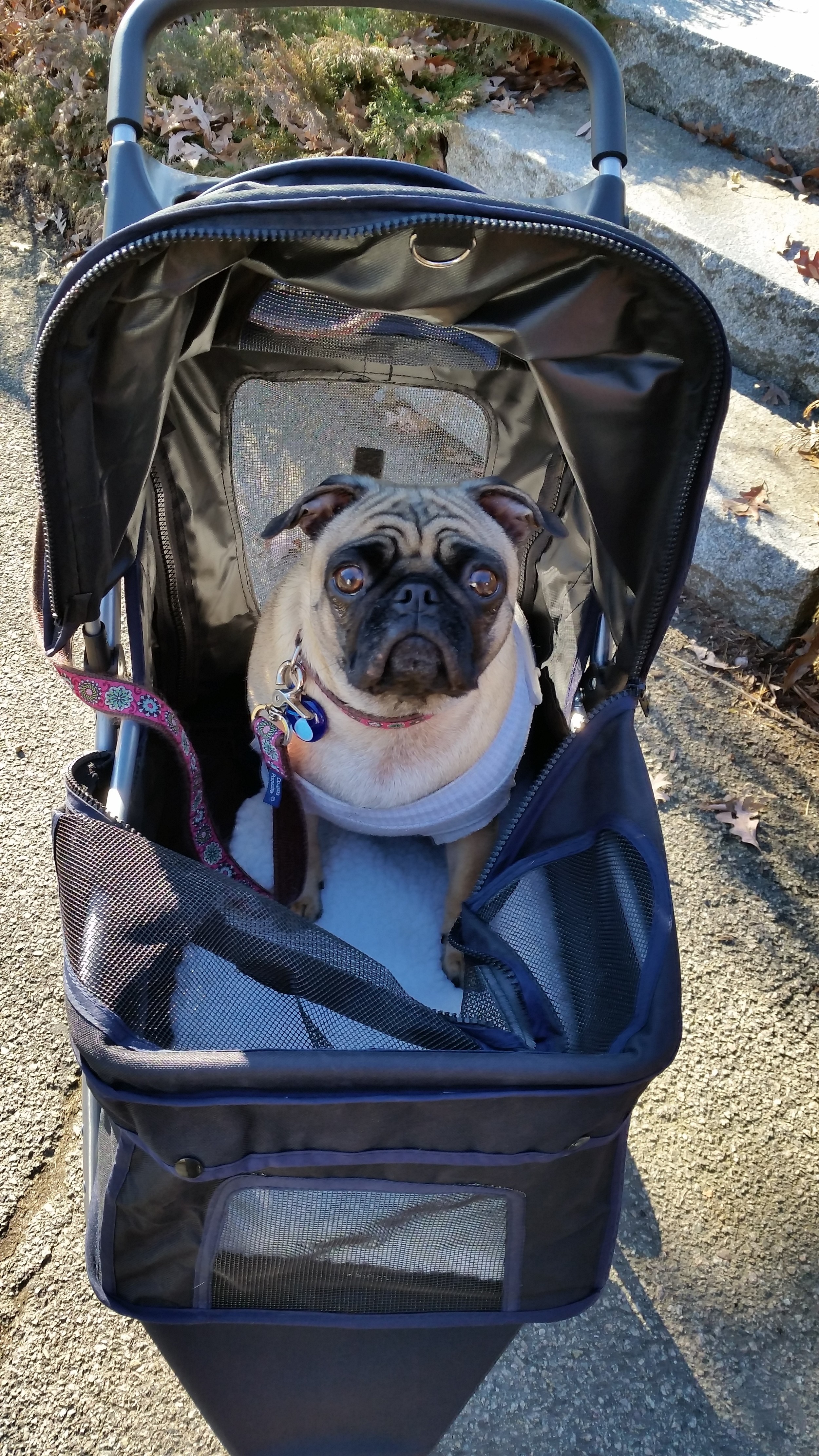 Lucy M in her buggy.jpg