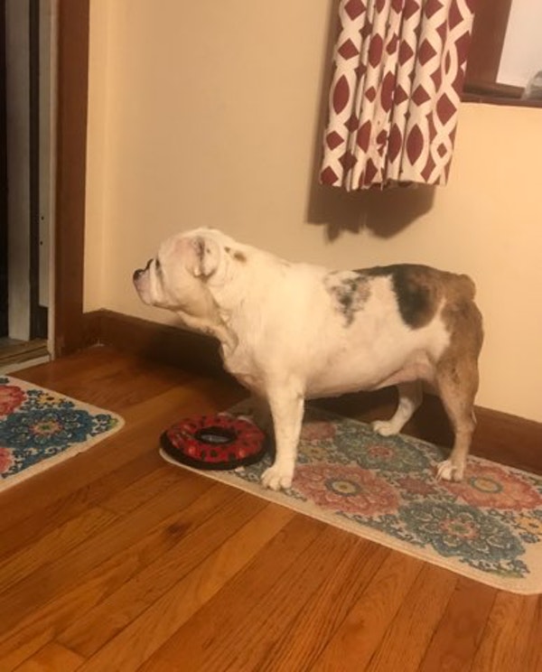 Bella Jo.jpeg