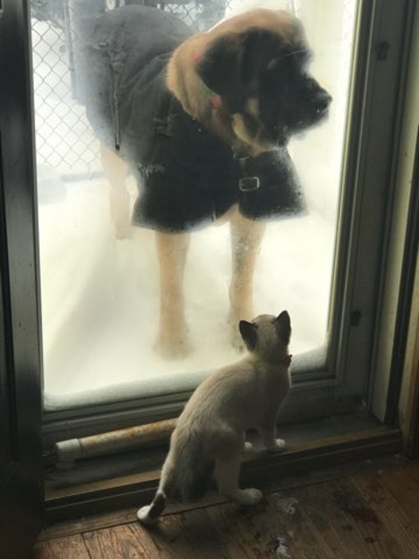 Katy and Nala Cu.jpeg