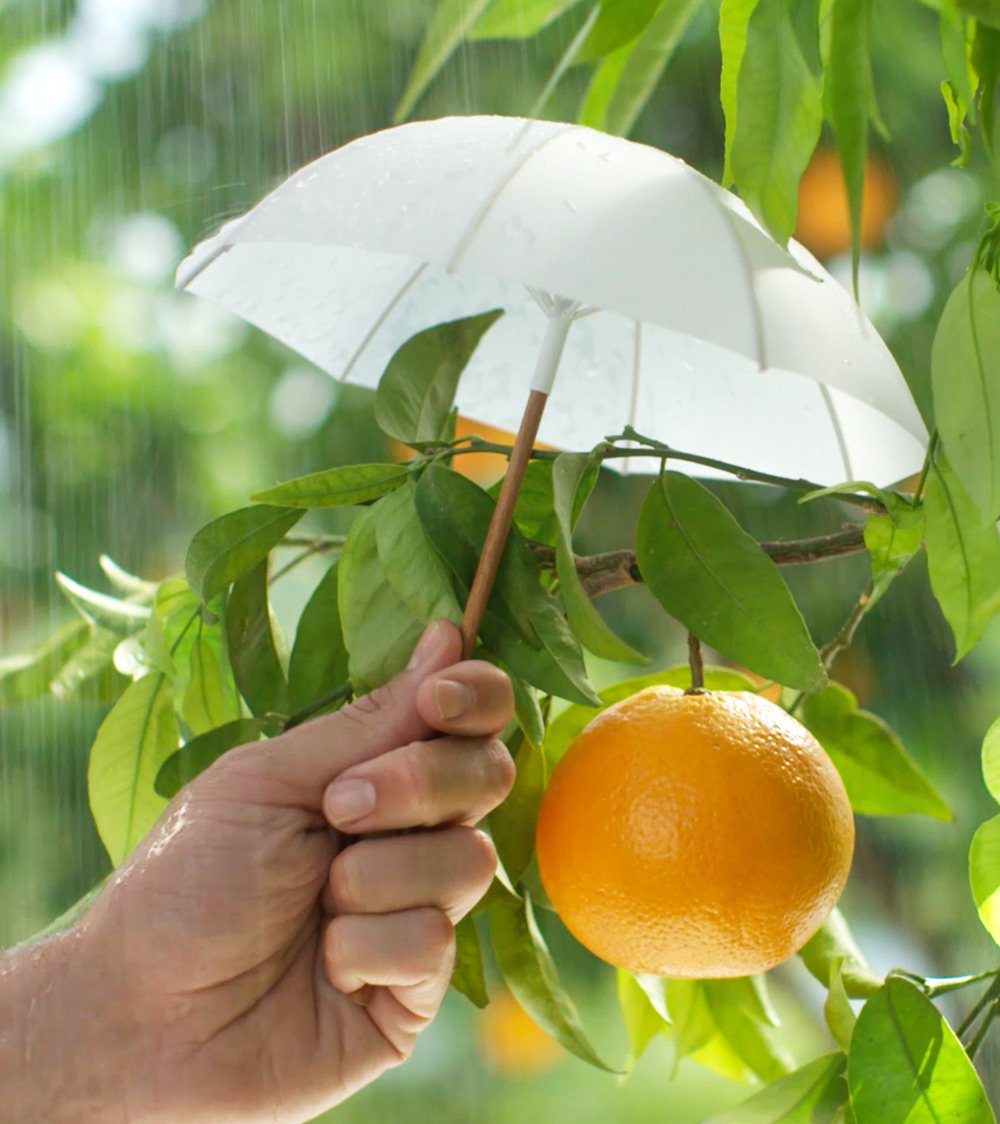 umbrella-still.jpg