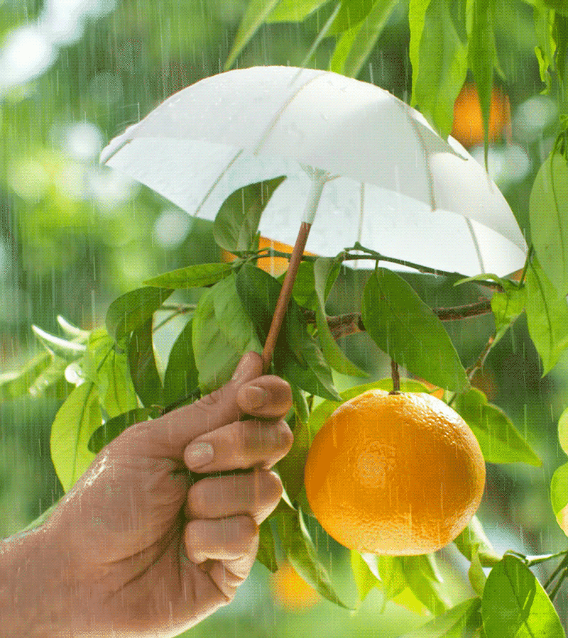 umbrella-Animated.gif