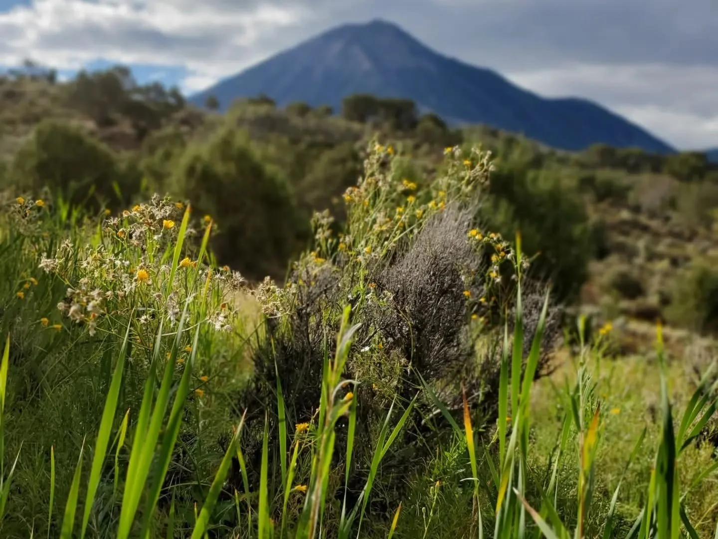 mt lamborn.jpg