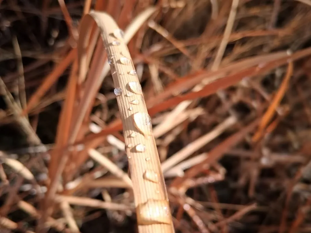 dew drops.jpg