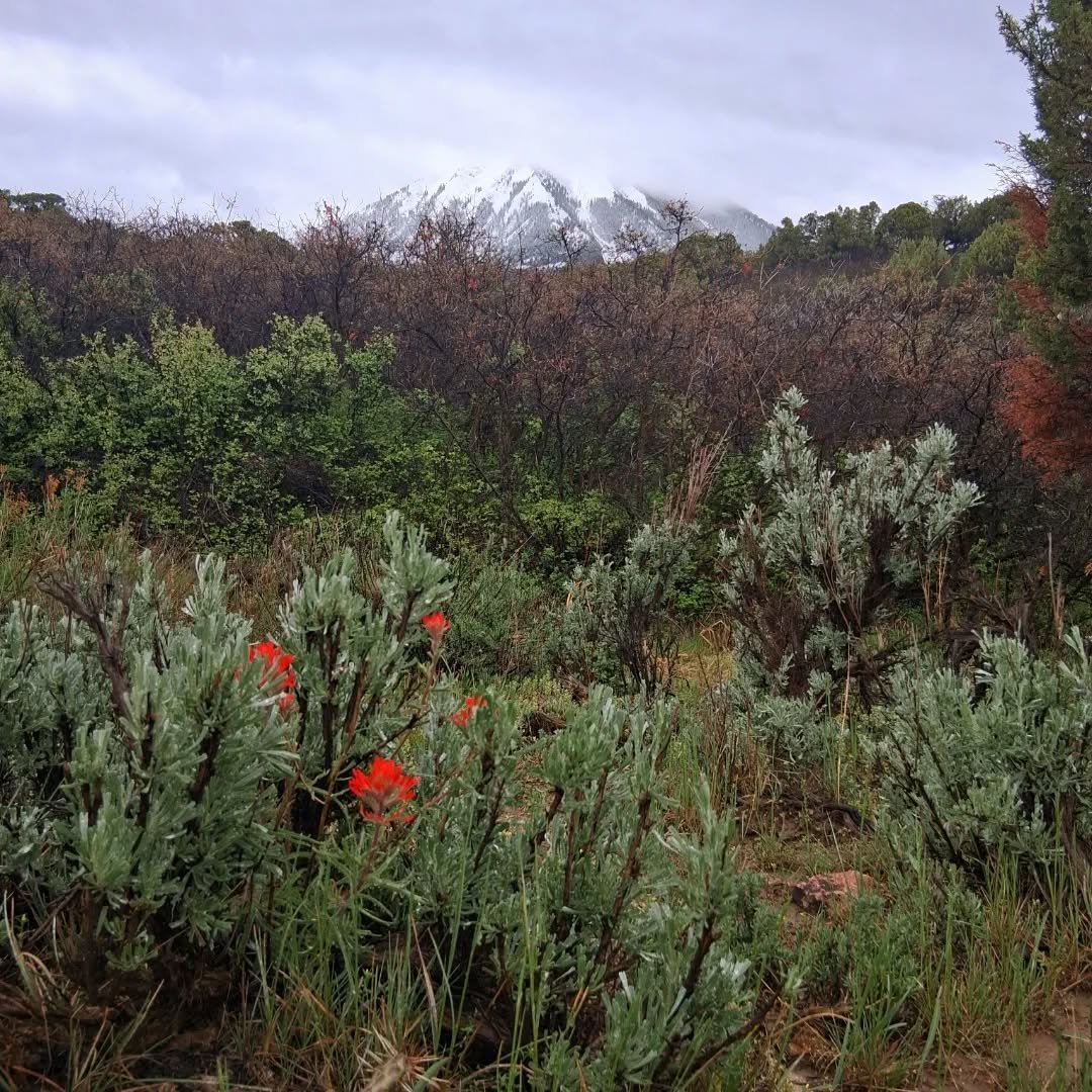 snowy mountain indian paint brush.jpg