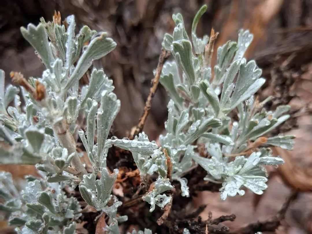 sage dew.jpg