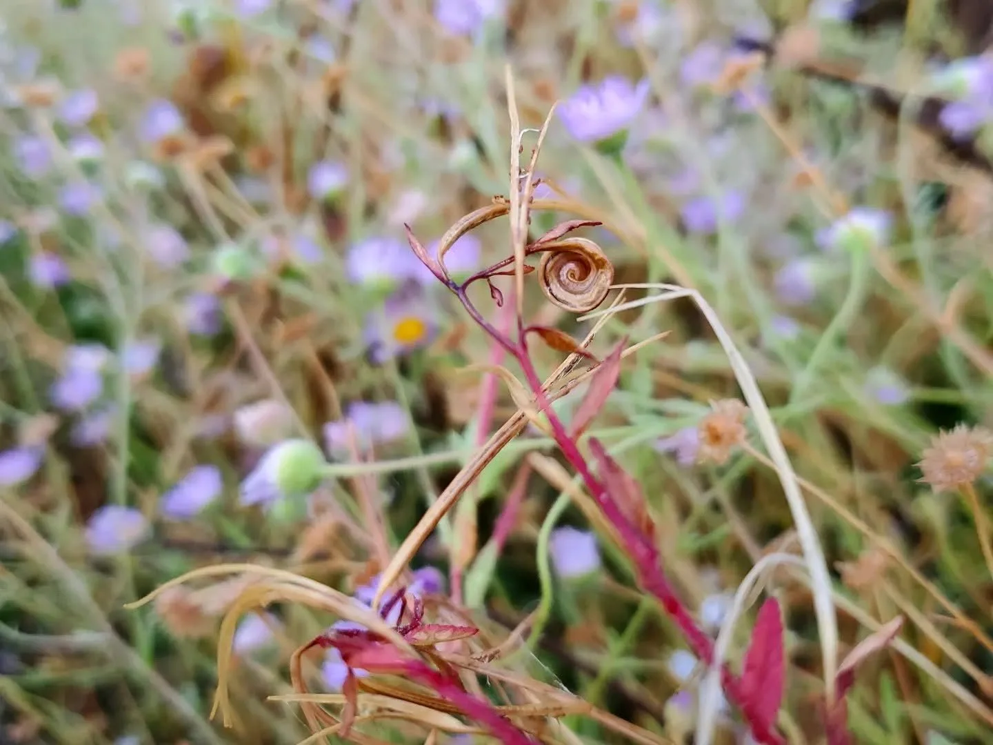 nature spiral.jpg