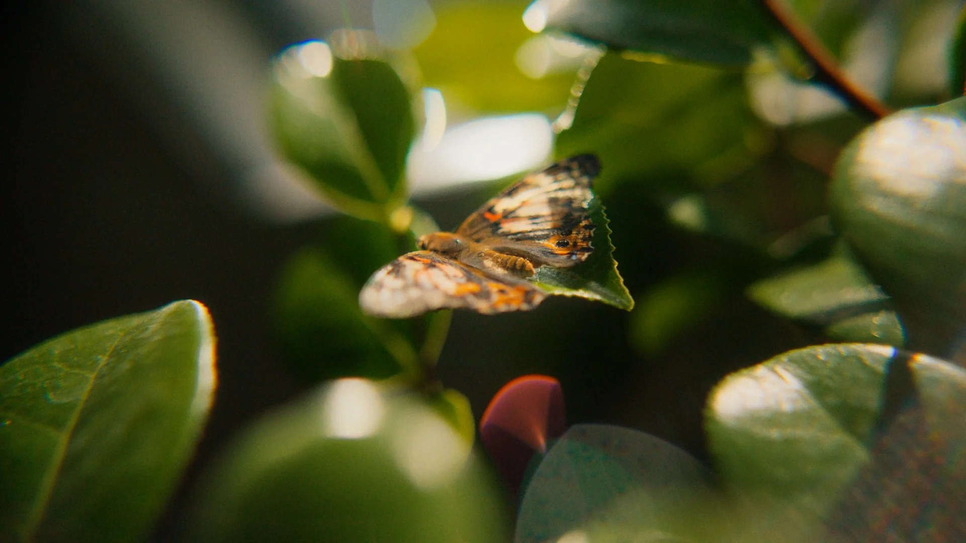 V1-0019_A_0006C032_260325_145847_a1CE9.mov_1.17.1.jpg