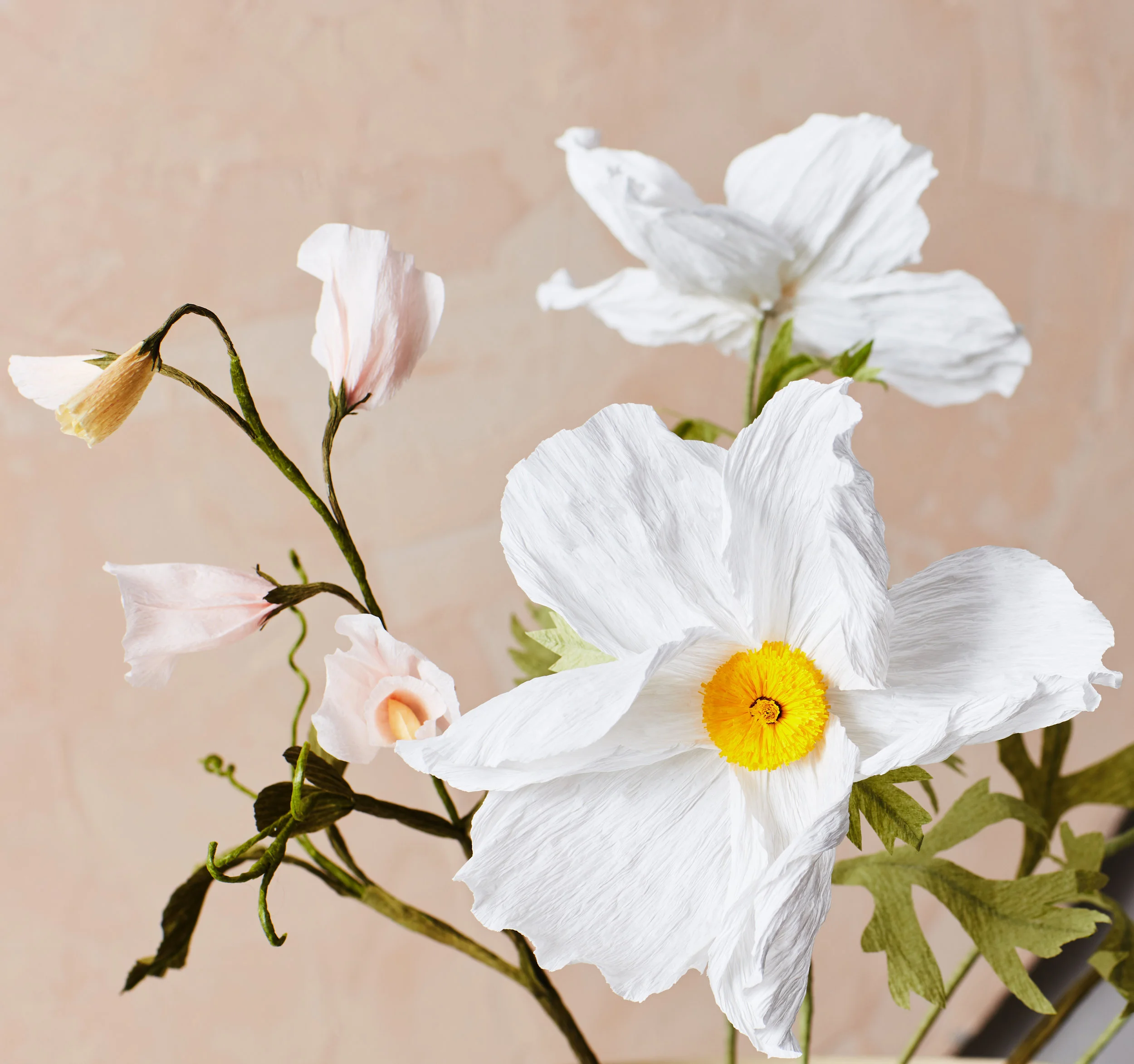 California_Tree_Poppy_4.jpg