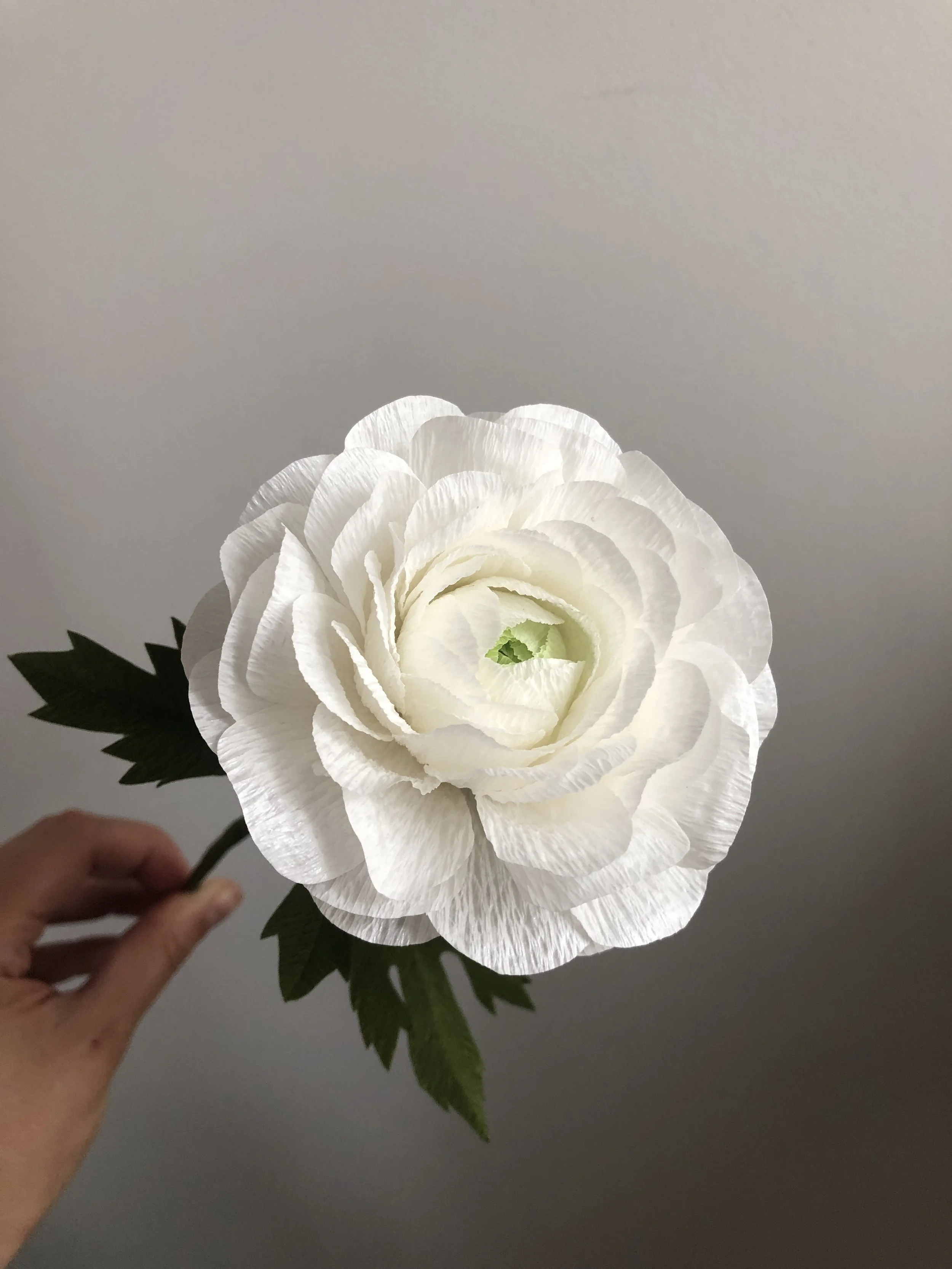 Ranunculus Rose - White - Tiffanie Turner - Fine Art of Paper Flowers