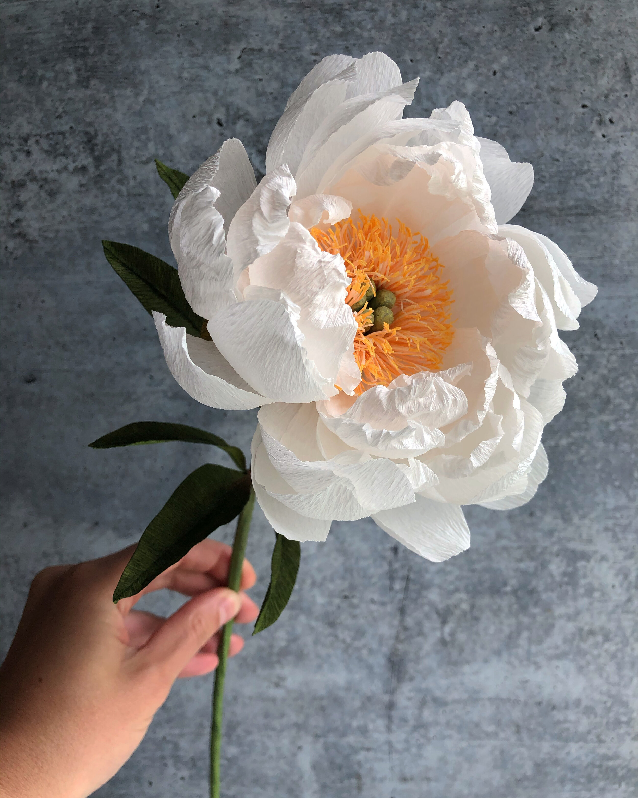 Paper Flowers Kelly Pastorek Paper Flowers Kelly Pastorek