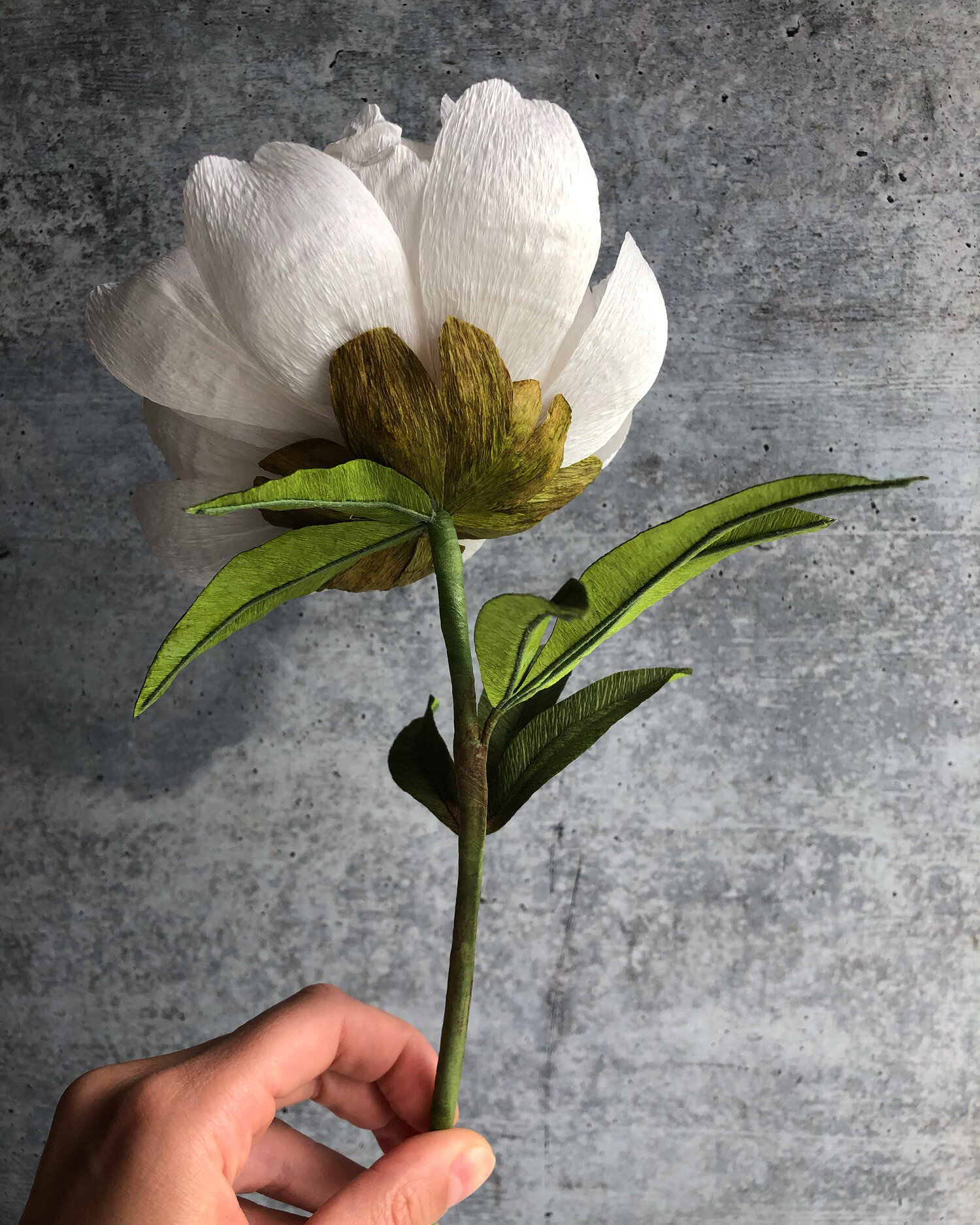 Paper Flowers Kelly Pastorek Paper Flowers Kelly Pastorek
