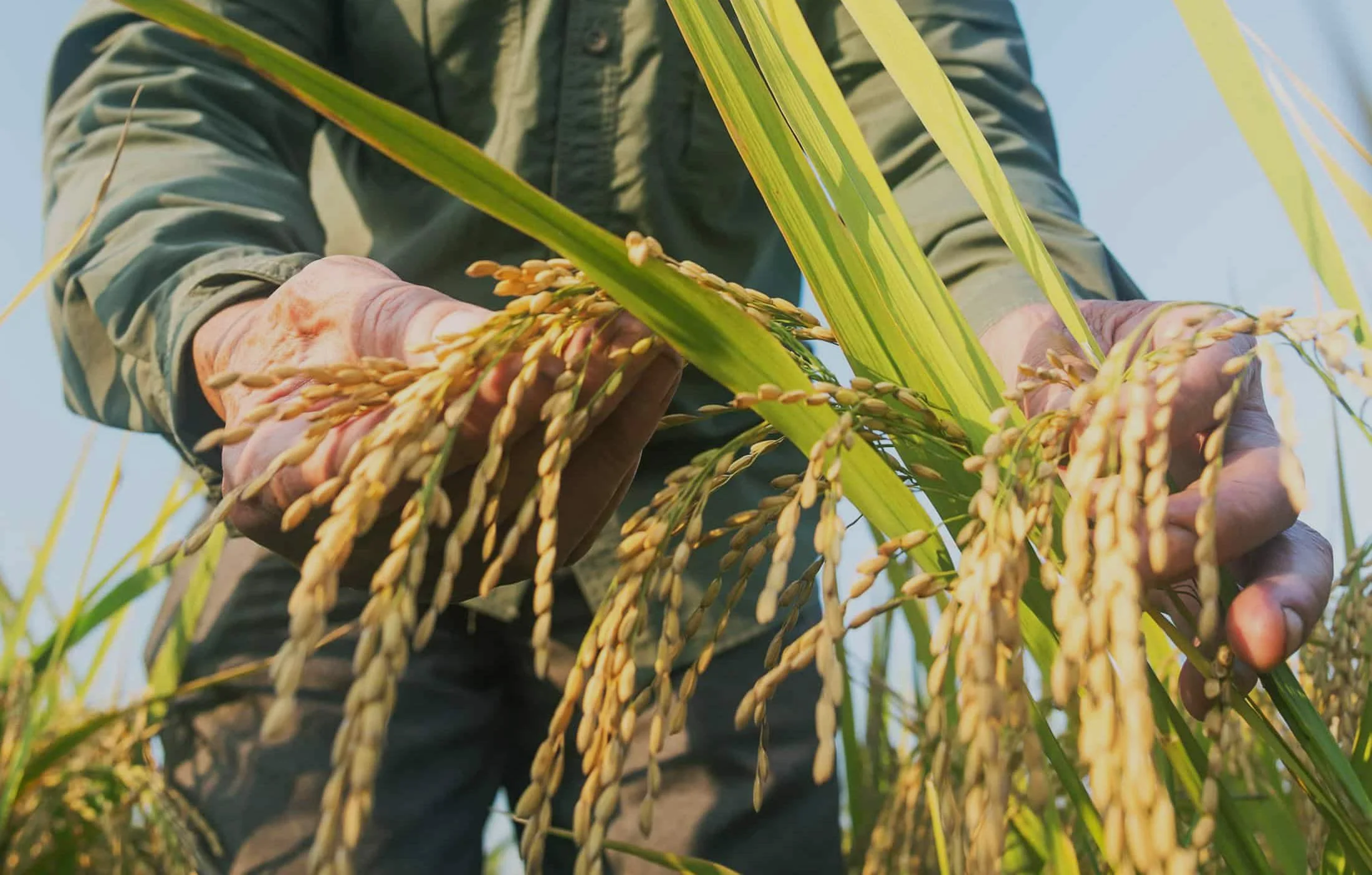 Cajun Country Rice