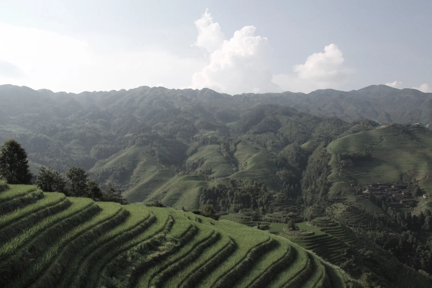 Dragon's Backbone view.jpg