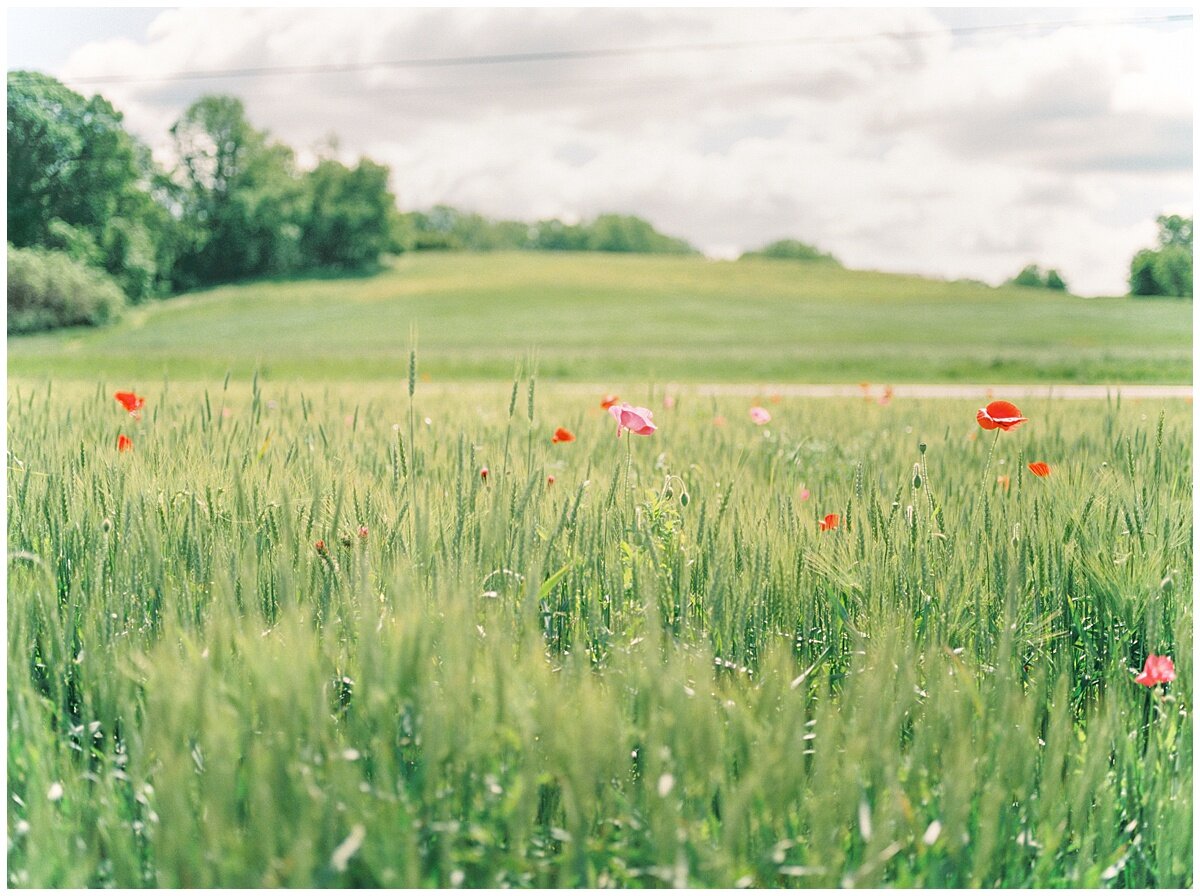 Pink and red flowers in a Maryland field during a COVID photography project..