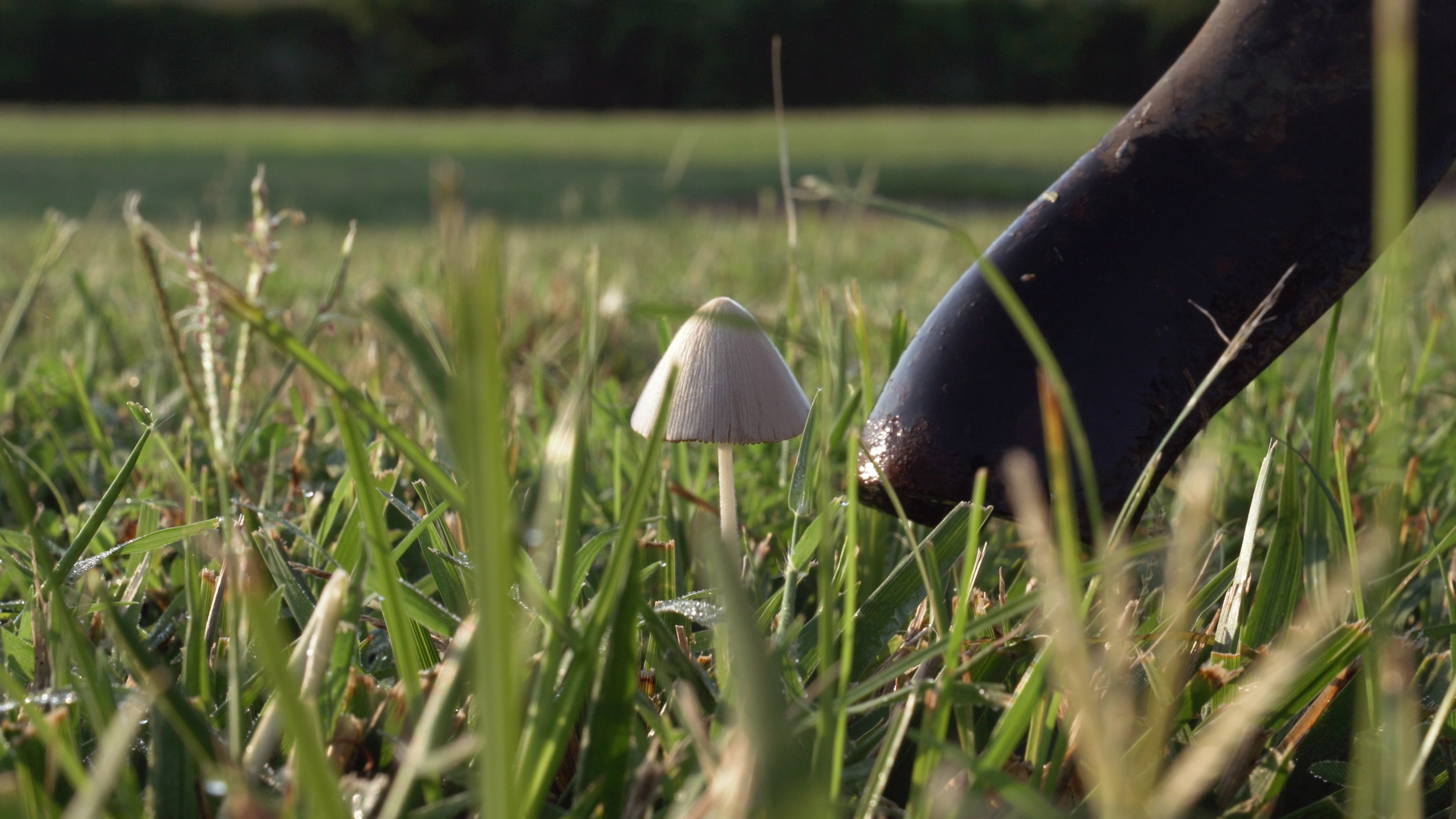 COMPANY_mushroom_tap.jpg