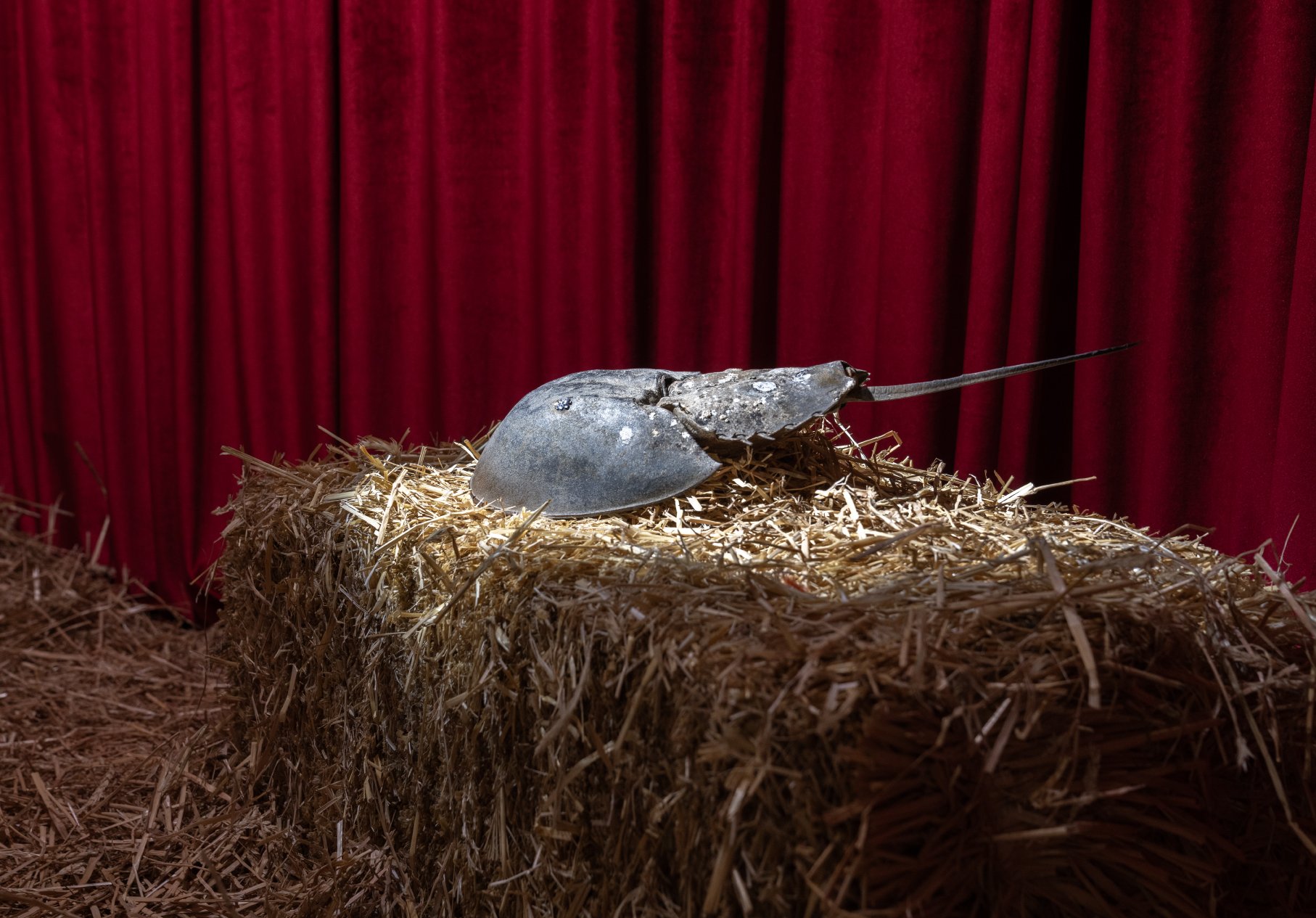 DSC01400_horseshoe_crab_1_72dpi.jpg